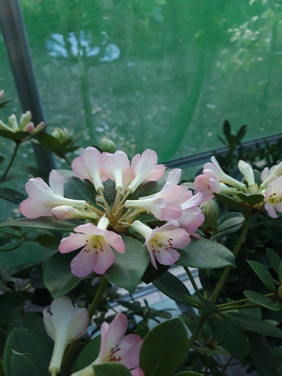 Sarah Ormiston Vireya